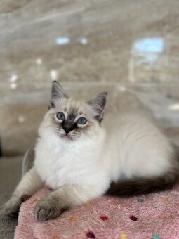 Ragdoll koťata bez PP - 5