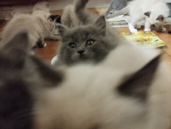 Kříženci ragdoll - 5