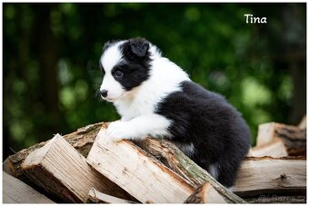 Border Collie, Border Kolia s PP FCI - 5