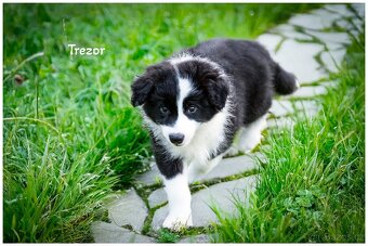 Border Collie, Border Kolia s PP FCI - 5