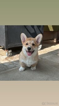 Welsh Corgi Pembroke - 5