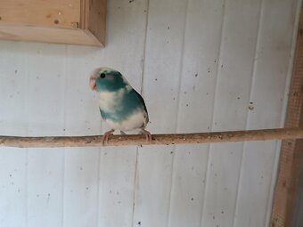Neofémy a Kakariki - 5