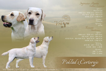 Labrador - štěňátka s PP - 5