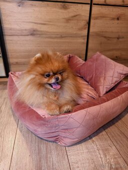 Pomeranian - krásný pejsek s PP - 5