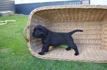 Labradorsky retriver s PP-šteňata - 5