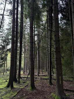 Prodám lesní pozemky v k.ú. Ločenice, p.č. 847 a 1201 - 5