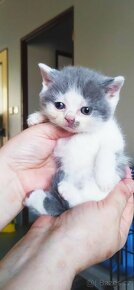 Britská koťátka kratkosrstá v barvě MODRÁ A MODROBÍLÁ - 5