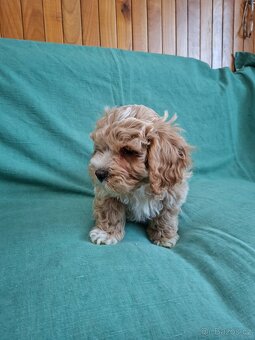 Maltipoo - 5
