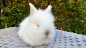 Zakrslý králík, králíček - (TEDDY) - HERBERT A HEIDY - 5