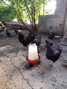 Ayam Cemami - 5