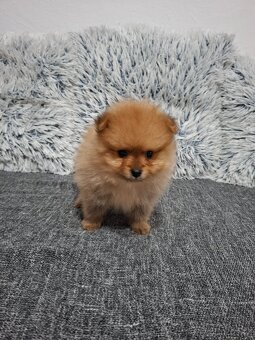 Pomeranian - 5
