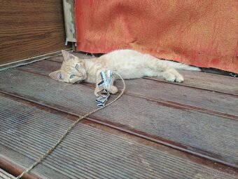 Darujeme kotě - zrzavého kocourka - 5