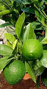 Pomerančovník, Hamlin, citrusy, stromky, S PLODY - 5