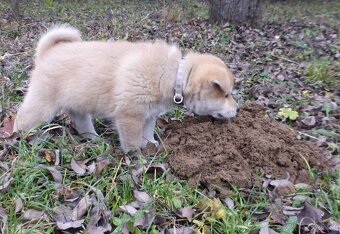 Prodám 2 štěňátka Akita Inu - 5