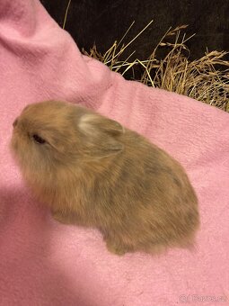Zakrslí králík - 5