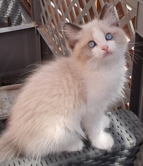 Koťátka ragdoll s PP - 5