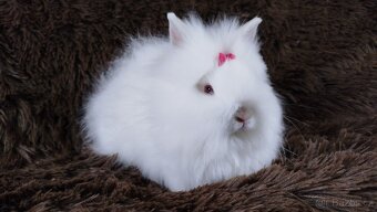 Zakrslý králík, králíček -(TEDDY)-HEIDY - 5