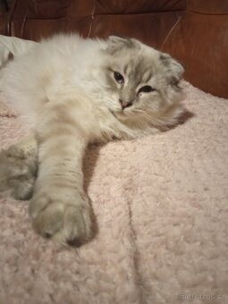 Skotský klapouchý kocourek, odrostlejší kotě. - 5