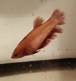 bojovnice bety samci a samice - 5