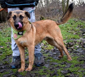 AMIGO K ADOPCI - 1 ROK, HRAVÝ, PŘÁTELSKÝ, VHODNÝ K DĚTEM - 5