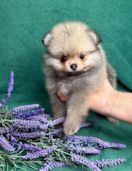 Štěňata pomeraniana s PP FCI - 5