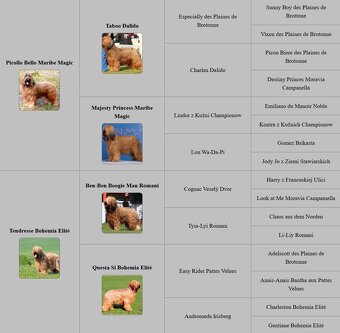 Briard plavý- štěňata - 5