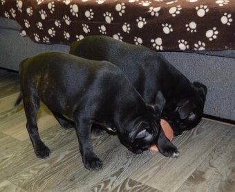 Stafordširský bulteriér s PP - 5