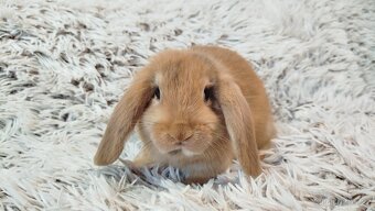 Zakrslý beránek, králíček, králík - JAYDEN - 5