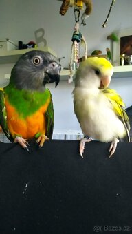 Papoušek Senegalský 7 let - 5