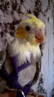 KORELA RUCNE DOKRMENA UCENA NA KSIRKY KLUK - 5