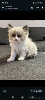 Koťátka Ragdoll - 5