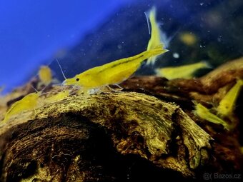 Prodám top krevetky - 5