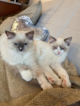 Ragdoll koťátka s PP - 5