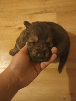 Štěňata NO - 5