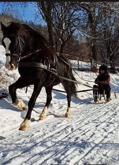 Připouštění Welsh cob - D - 5