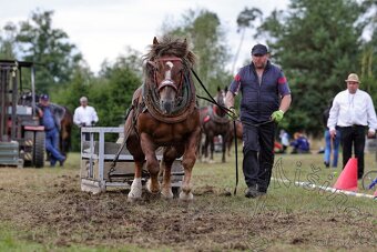 Připouštěni - Slezský norik - 5