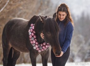 Quarter horse- připouštění (Bay roan) - 5