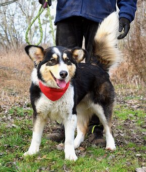Quasita k adopci - 1 rok, hravá,aktivní, vhodná k dětem - 5