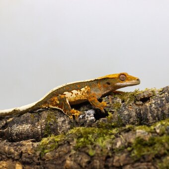 GeckoSVK - Pagekóny a krmivá - 5
