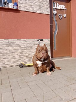 American Bully TOP krevní linie ABKC registrace - 5