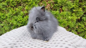 Zakrslý králík, králíček -(TEDDY)-OLAF,OLINA,OLIVER - 5