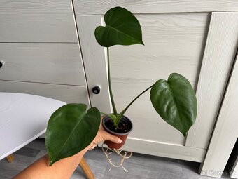 Monstera Monkey mask, Deliciosa, Minima - 5