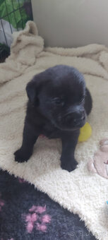 Labrador štěňata s PP - 5