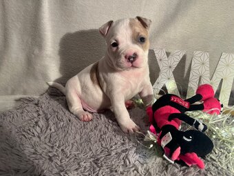 American bully pocket - 5