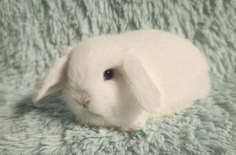 ⭐️ Vánoční ⭐️ Zakrslí beránci 🍀⭐️🍀 - 5