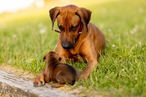 Rhodéský ridgeback štěně - poslední chlapeček volný - 5