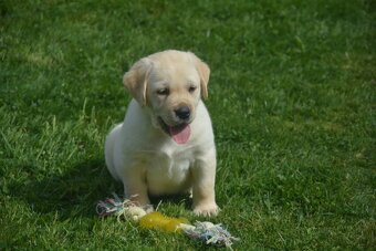 Labrador - 5