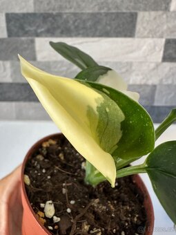 Monstera standleyana,,COBRA'' panašovaná - 5