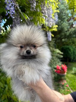 Pomeranian s p.p - 5
