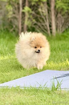 Pomeranian s PP - 5